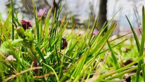 Ladybug hiding in the grass Stock Footage 341448083