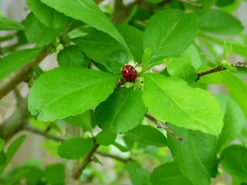 Ladybug hiding in leaves Stock Photos