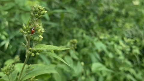 Ladybug holding on to green plant on windy weather Video stock 344129548
