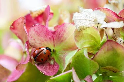 Ladybug on hydrangea flower Foto stock