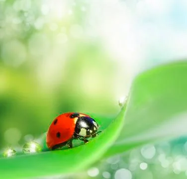 Ladybug Stock Illustration