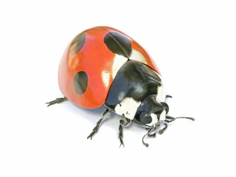 Ladybug Stock Illustration