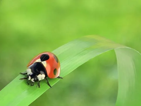 Ladybug Stock Illustration