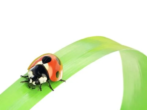 Ladybug Stock Illustration