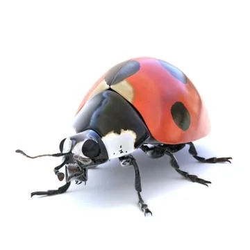 Ladybug Stock Illustration