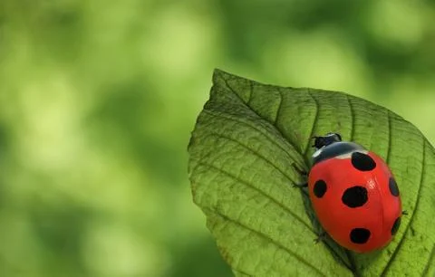 Ladybug Stock Illustration