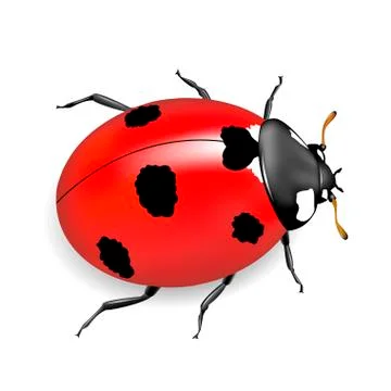 Ladybug Stock Illustration