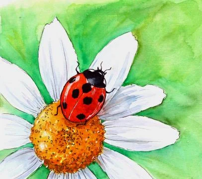 Ladybug Illustration