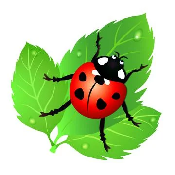 Ladybug Stock Illustration