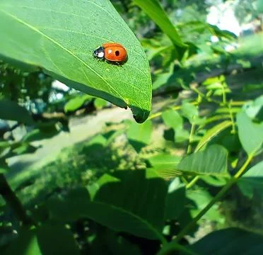 A ladybug insect basks in the sun on a green tree leaf. Stock Photos