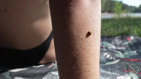 Ladybug insect up-close on pale white skin up-close European woman arm Stock Footage 331561940