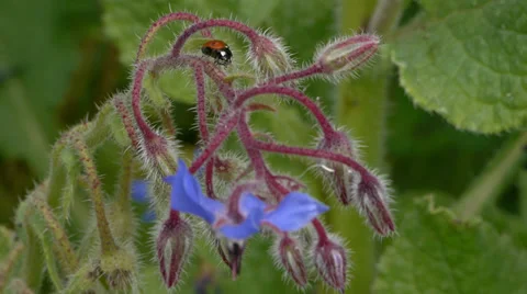 Ladybug insect Stock Footage 35741163