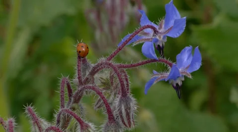 Ladybug insect Stock Footage 35741439