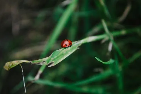 Ladybug insect on the grass in summer Stock Photos