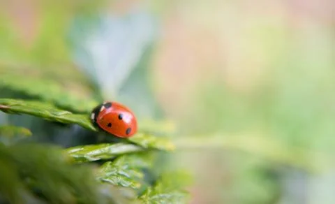 Ladybug insect on green leaf closeup macro shot Stock Photos
