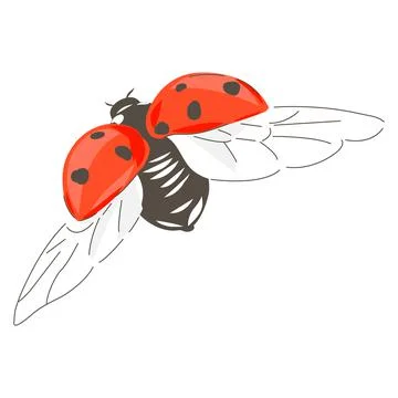 Ladybug insect hand drawn vector illustration Illustrazione stock