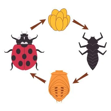 Ladybug insect ladybird bug beetle metamorphosis transformation change Stock Illustration