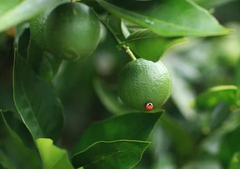 Ladybug insect. Ladybug on orange. Stock Photos