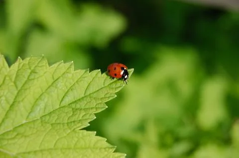 Ladybug, an insect of the order Coleoptera, Stock Photos