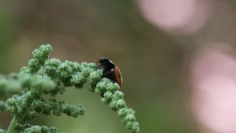 A Ladybug insect resting on a plant Stock Footage 172563649