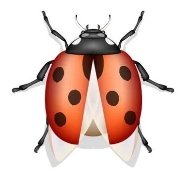 Ladybug insect vector isolated Stock Illustration