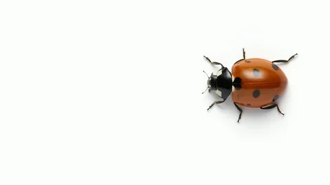 Ladybug insect on white background 스톡 동영상 128705741