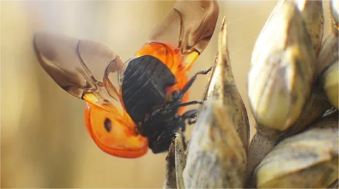 Ladybug, Insect, Wings, Beetle, Freckles, in the Rye 스톡 동영상 52329802