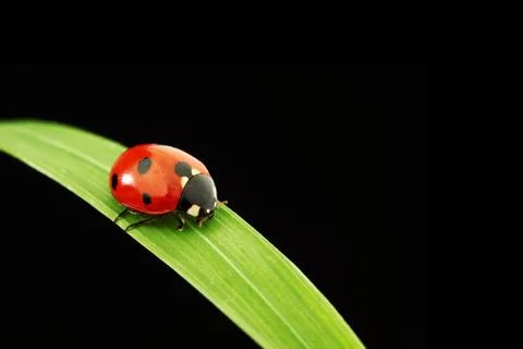 Ladybug isolated on black Stock Photos