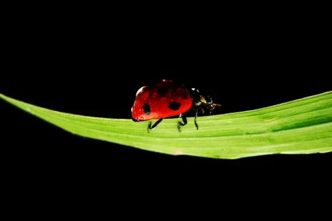 Ladybug isolated on black Foto stock