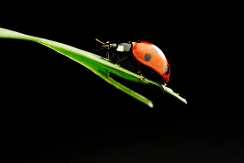 Ladybug isolated on black Stock Photos