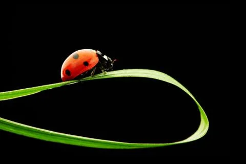Ladybug isolated on black Stock Photos