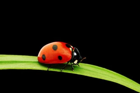 Ladybug isolated on black Stock Photos