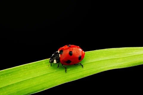 Ladybug isolated on black Фото