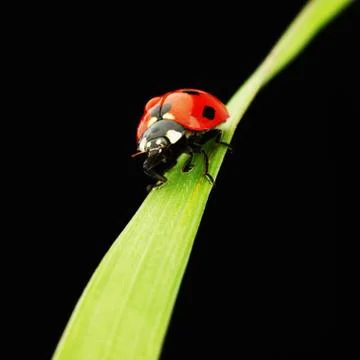 Ladybug isolated on black Stock Photos
