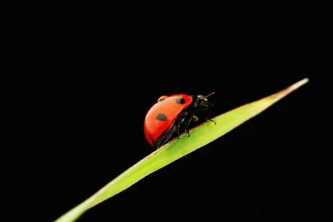 Ladybug isolated on black Stock Photos