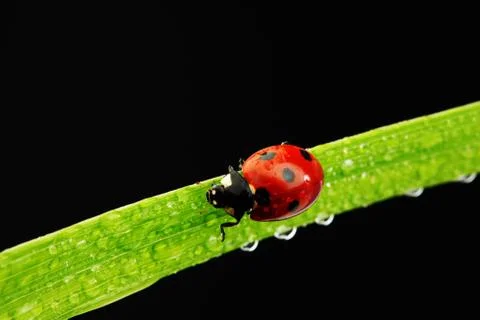 Ladybug isolated on black Stock Photos