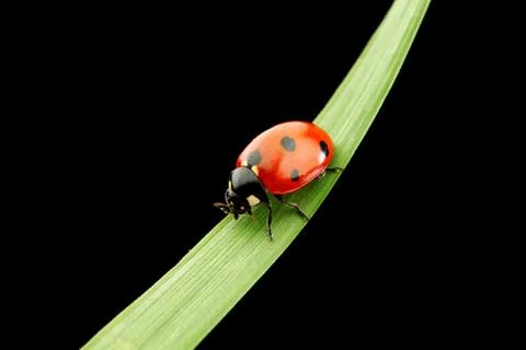 Ladybug isolated on black Stock Photos