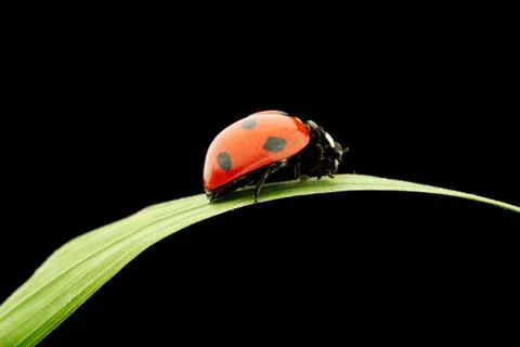 Ladybug isolated on black Stock Photos