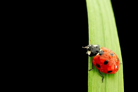 Ladybug isolated on black Foto stock