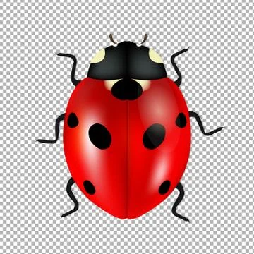 Ladybug Isolated In Trasparent Background Stock Illustration