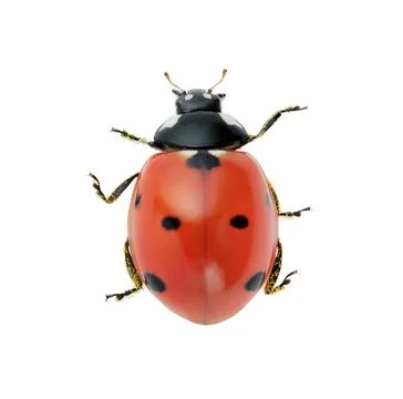 Ladybug isolated on white background with clipping path. Close up Stock Photos