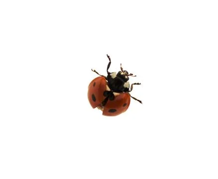 Ladybug isolated on white background Stock Photos