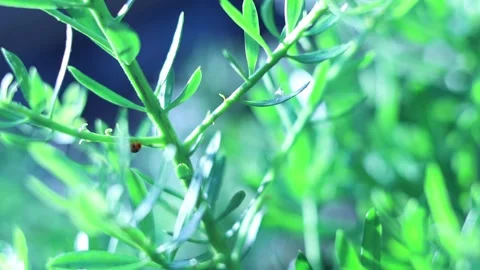 Ladybug Journey Through Greenery Vídeo Stock 292207309
