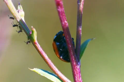 Ladybug, Khibiny mountains Stock Photos