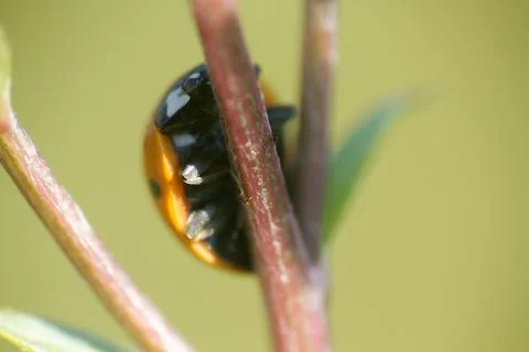 Ladybug, Khibiny mountains Stock Photos