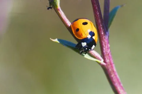 Ladybug, Khibiny mountains Stock Photos
