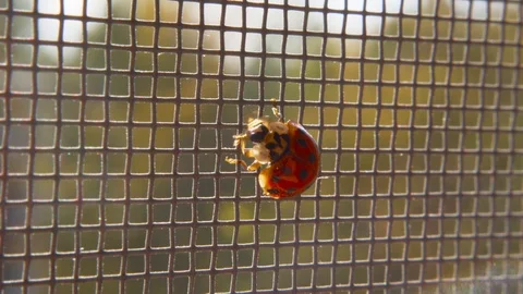 Ladybug Ladybird Bug Beetle Closeup Insect Etymology Macro Stock-Footage 117864740