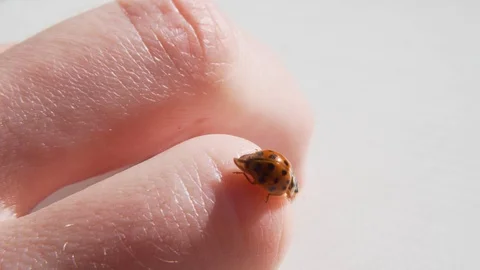 Ladybug Ladybird Bug Beetle on a Hand Fingers Closeup Insect Etymology Macro Stock-Footage 117864787