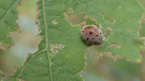 Ladybug ladybird bug insect on green grass. , hd video Stock Footage 80674293