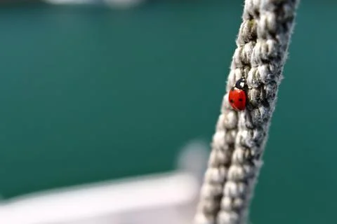 Ladybug / Ladybird climbing a rope Stock Photos